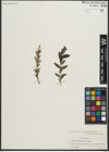Foto von Salix repens subsp. repens L.